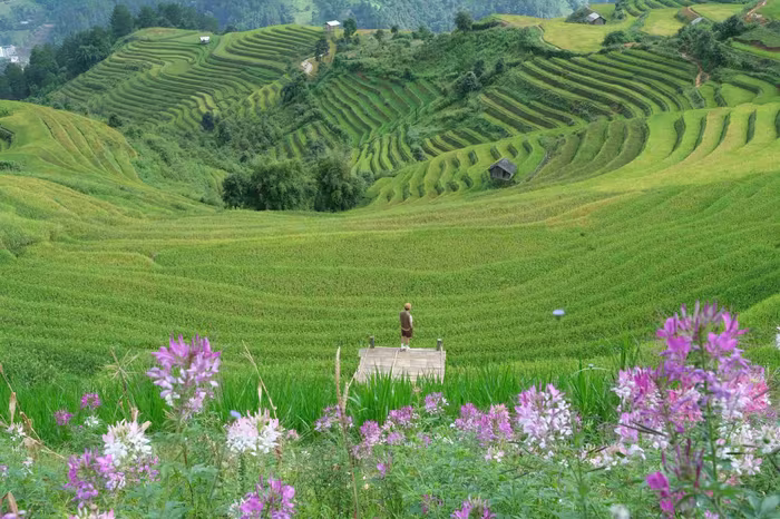 Kim Nọi vào mùa lúa chín