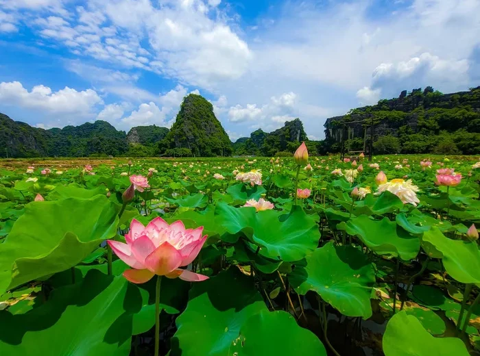 Ninh Bình mùa lúa chín vàng, mùa sen hồng nở rộ.