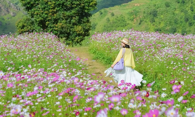 Vườn hoa bướm Tà Xùa ‘như miền cổ tích’ hút giới trẻ