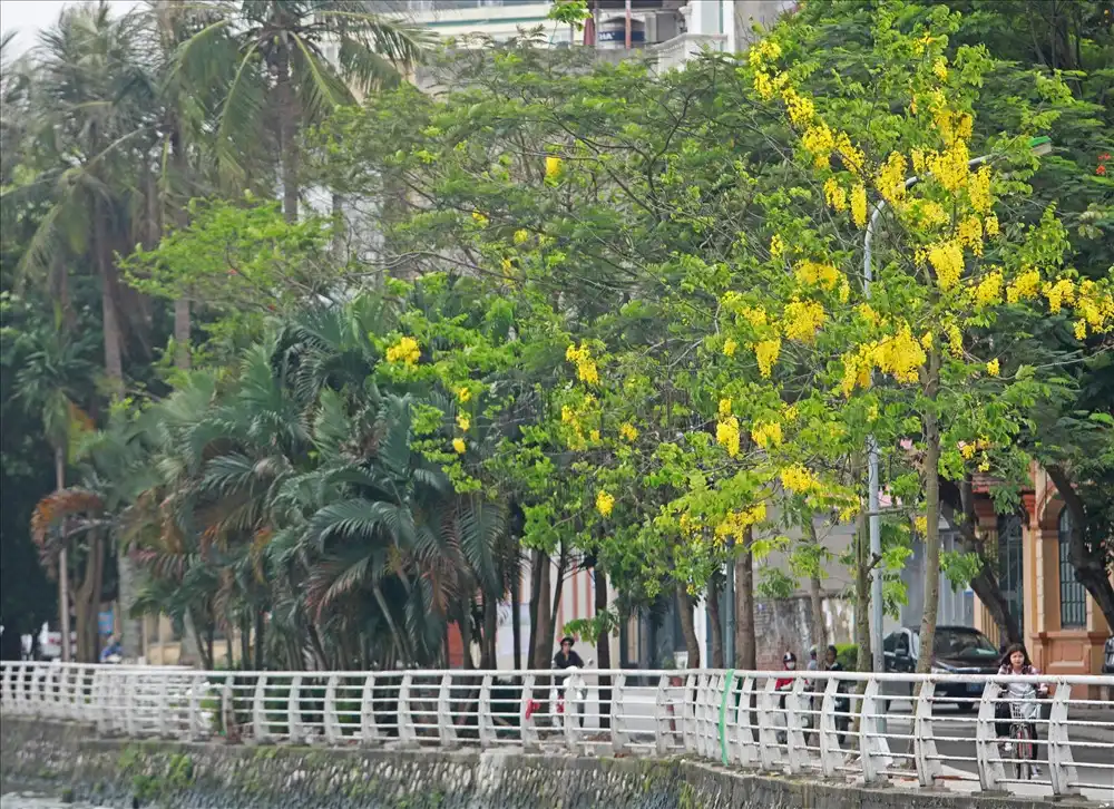 Hà Nội rực rỡ trong mùa hoa tháng Năm